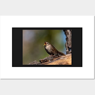 House Wren Calling Out Posters and Art